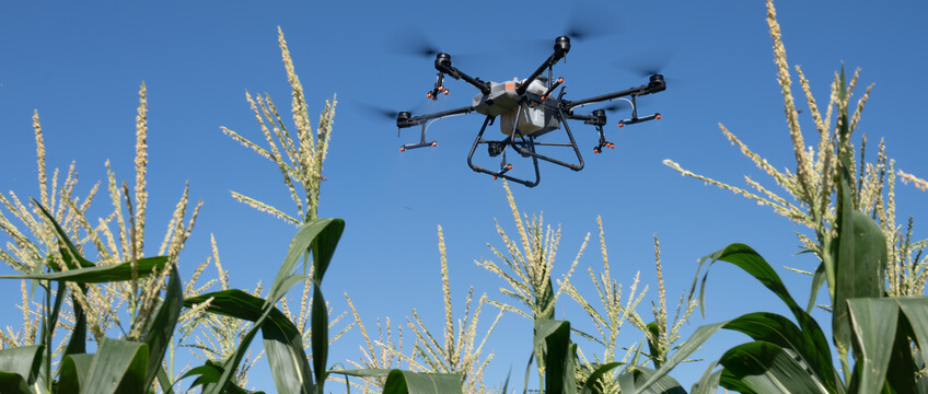 Növények egészségügyi állapotfelmérése DJI AGRAS T30 permetező drón